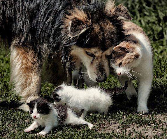 猫と仲良しな大型犬 犬の画像