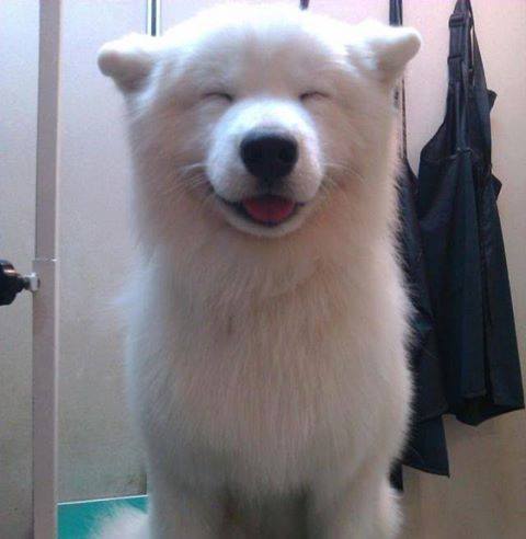笑ってる犬 犬の画像