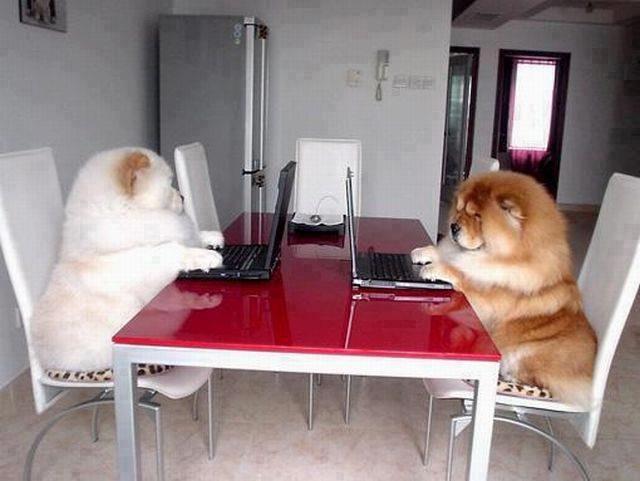 パソコンしてる犬 犬の画像