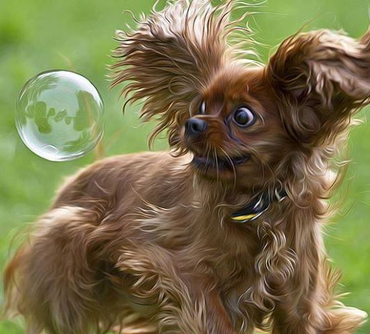 シャボン玉にびっくりする犬 犬の画像
