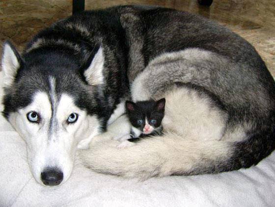 大型犬と猫 犬の画像