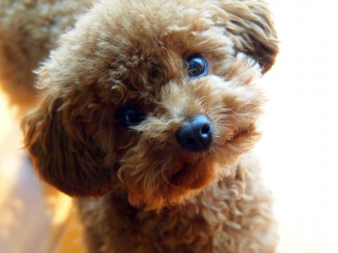 トイプードルの表情が可愛い 犬の画像